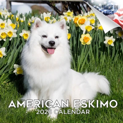 MEGACALENDARS American Eskimo Dog Breed Calendar 2026 FULL SIZE 12x24 Made in USA
