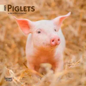 Mini calendario da parete 2025 Brown Trout Piglets - Foto 1 di 2