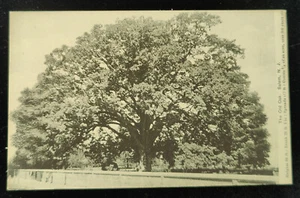 Postal BW The Old Oak ~ Salem NJ ~ Sin publicar - Imagen 1 de 4