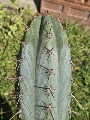Cactus Rare Clone Collectors Plant VOID🌵  - image 1 of 3