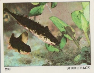 Top Sellers Card - Animals of The World - Card No 230 - Stickleback - Picture 1 of 2
