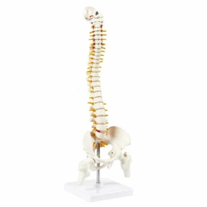 Human Spine Model Vertebral Column Anatomy Chiropractor and Osteopath - Picture 1 of 5
