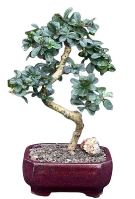 Fukien Tea Bonsai Tree Live Plant Small Flowering Ehretia Microphylla 10" Tall - Image 1 of 3