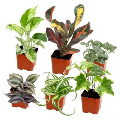 Plantas de interior fáciles de cultivar (6PK), plantas de interior vivas en contenedores de plantas, cultivadores  Foto 1 de 4