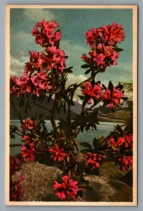 Swiss Edition Stehli Blumen Postkarte #41 rostige Alpenrose Rhododendron - Bild 1 von 2