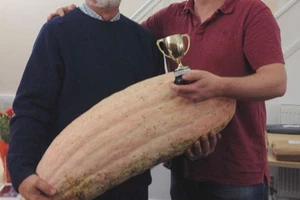 SEMILLAS DE CALABAZA DE PLÁTANO ROSA JUMBO * 4 PIES DE LARGO * 70 LIBRAS * 7 CUENTAS PKT. * - Imagen 1 de 3