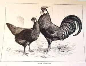 Antica stampa pollame 1910 Hamburgh neri di J.W. Ludlow Farming B/N Monocromatico - Foto 1 di 3