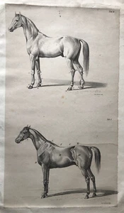 Kunstdruck Zach Anatomie Pferd in 2 Darstellungen auf einem Blatt: Tab I Tab II - Bild 1 von 7
