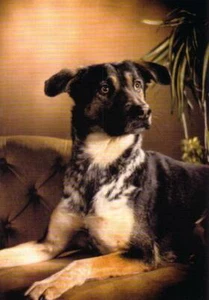 Printing Litho in USA 50 Pieces Dog on the Sofa 21 x 14.8 cm - Picture 1 of 1