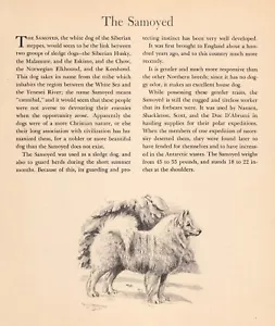 1942 Antique Samoyed Print Edwin Megargee Samoyed Art Illustration 5505k - Picture 1 of 2