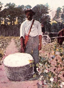 Postcard Tennessee TN Memphis " In the Cotton Field " Souvenir of Memphis 1906 - Picture 1 of 3