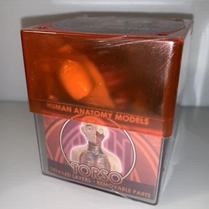 Torso Human Anatomy 3D Detailed Model TEDCO BioSigns Science Students NEW - Picture 1 of 9