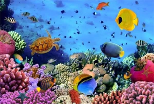 5X3Ft under Sea Seabed World Backdrop Underwater Scene Colorful Marine Coral Fis - Picture 1 of 7