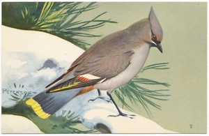 Bohemian Waxwing - Peterson Birds - National Wildlife Federation 1957 - Picture 1 of 2