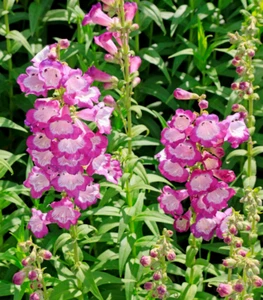 PRETTY PINK PENSTEMON 100 SEEDS, PENSTEMON HARTWEGII, BEARDTONGUE - Picture 1 of 4