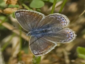 Foto 6x4 azul común (Polyommatus icarus) Birkdale\/SD3315 flora y fau c2009 - Imagen 1 de 1