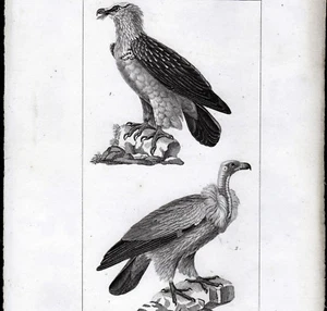 GRIFFON et Le Percnoptère Gravure Originale MASSARD pinx Prêtre circa 1800 - Picture 1 of 3