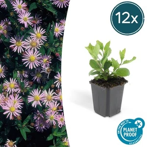 12 x Aster autunnale Asran Aster ageratoides altezza 25 cm Ø9 cm pianta da gi... - Foto 1 di 7