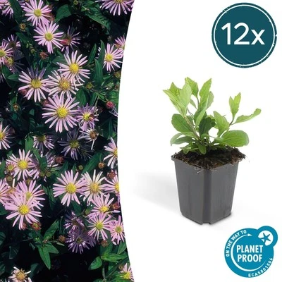 12 x Aster autunnale Asran Aster ageratoides altezza 25 cm Ø9 cm pianta da gi... - Immagine 1 di 4