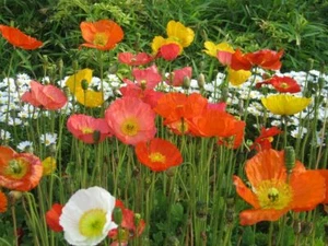 Iceland Poppy Seed Mix - 50+ seeds - Semillas - BEAUTIFUL FLOWERS! Z 081 - Picture 1 of 1