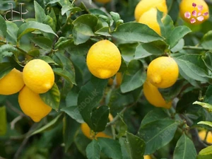 Alteya Organic Lemon Oil 5ml/10ml – Purifying, Energizing, Skin-Boosting Oil - Foto 1 di 17