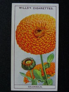 Flores de jardín No.8 CALÉNDULA de W.D.& H.O. Wills Ltd 1933 - Imagen 1 de 1