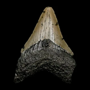 2,8 Zoll Qualität Megalodon Haizahn Wellenschliff Fossil natürliches Miozän Echtheitszertifikat - Bild 1 von 7