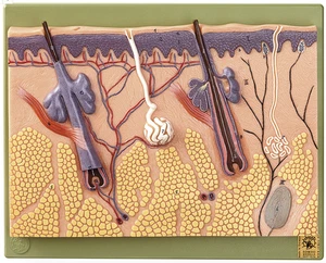 New! Somso KS2 SOMSO Section of Skin Anatomical Model Enlarged approx. 70 times - Picture 1 of 1