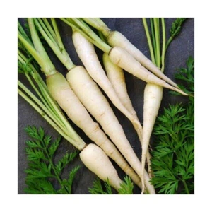 400 GRAINES DE CAROTTES BLANCHES "CAROTTES BLANCHES LUNAIRES" [0,5 gramme +GRATU - Imagen 1 de 1