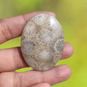 AMAZING!! 17gr Silicified Coral Natural Loose Stone Polished - Picture 1 of 6