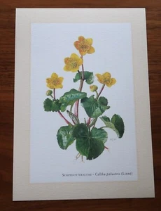 SUMPFDOTTERBLUME * Calthea palustris * Kunstdruck, Poster, Bild, Dekoration - Bild 1 von 2