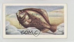 1954 The White Fish Authority The Fish We Eat Turbot #2 0e3