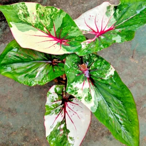 Caladium Setthiphanlan 1 Bombilla Oreja de Elefante Corazón de Jesús Alas de Ángel Tailandia - Imagen 1 de 6