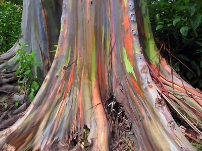 10 Semillas de Árbol de Eucalipto Arco Iris deglupta VENDEDOR DE EE. UU. Foto 1 de 3