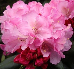 Rhododendron yakushimanum 'Polaris' Japanische Azalee Hochstamm 60 - 70 cm - Bild 1 von 1