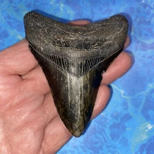 MEGALODON SHARK TOOTH 3.53” HUGE TEETH MEG SCUBA DIVER DIRECT FOSSIL NC 3288 - Picture 1 of 8