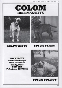 BULLMASTIFF DOG BREED KENNEL ADVERT PRINT PAGE COLOM KENNELS DOG WORLD 1990 - Picture 1 of 1