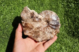 Fósil de amonita Mammites Nodosoides - auténtico fósil del Cretácico de Marruecos - Imagen 1 de 12