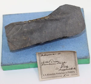 Nautiloid, Orthoceras sp., Devon, Wissenbacher Schiefer, Diez, Deutschland -i520 - Bild 1 von 7