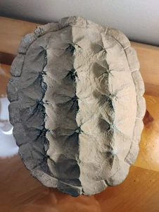 Turtle Shell Cast Art Wall Hanging 8.5" X 7" Beige  - Picture 1 of 24