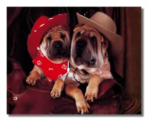 Shar Pei Welpe Hunde Cowboy Hüte und Sattel Foto Wandbild 8x10 Kunstdruck - Bild 1 von 1