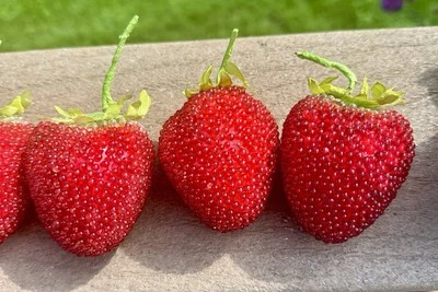 9 Искусственная клубника бисером блестящий винтажный поддельные фрукты в звездный узор дуршлаг - Изображение 1 из 4