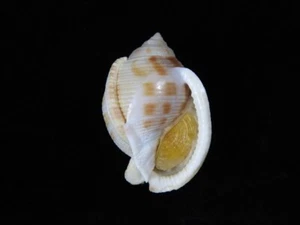 Sea Shell Semicassis bisulcata japonica 57.8mm ID#8126 - Picture 1 of 3