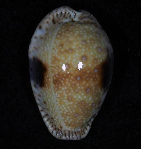CYPRAEA NEBRITES BIG SIZE - Bild 1 von 2