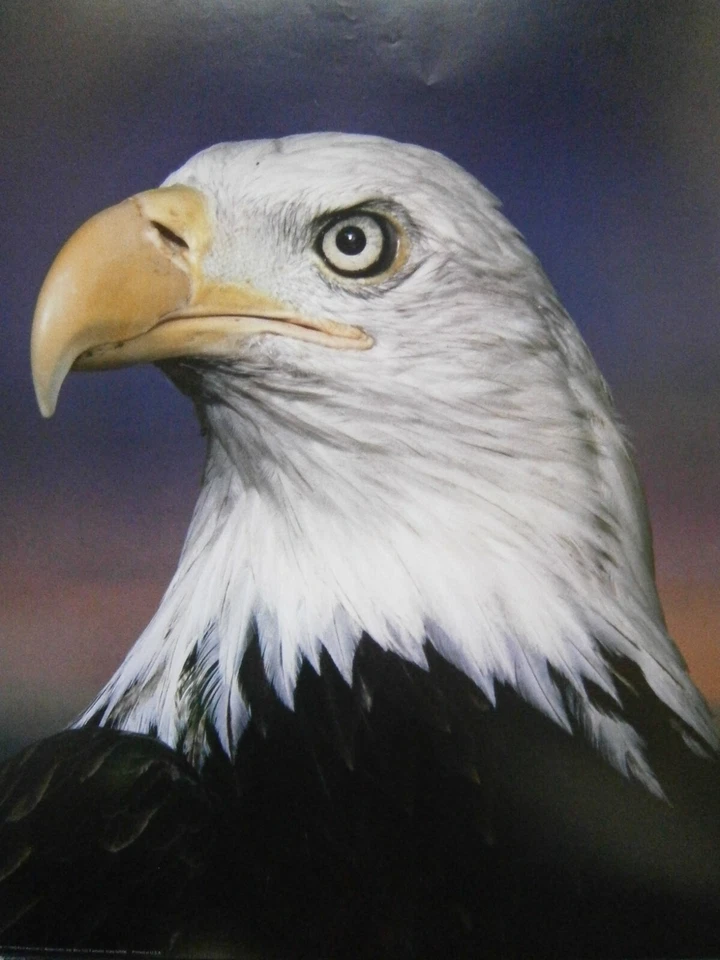 Mini Poster Bald Eagle - Image 1 of 1