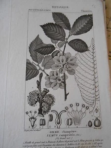 Gravure 19ème - Botanique Orme champêtre - Picture 1 of 1