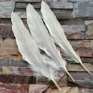 Precious 10-100pcs Beautiful 25-40 cm/10-16 inch Beige Natural Pheasant Feathers - Picture 1 of 4