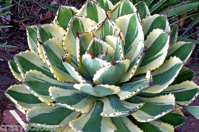 Agave "Desert Diamond" Variegated Sport of "Kissho Khan" Superb Succulent! 2"-3" - Image 1 of 4