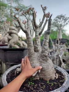 Adenium rare arabicum ori unique character - big size - somalen - Picture 1 of 2