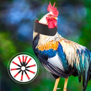 10 Pcs Rooster Collar Poultry Neckbands Animal Collars for No-crow - Picture 1 of 12